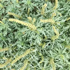 silver beachweed thumbnail 1