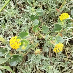 Yellow Sand Verbena thumbnail 1