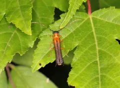 Oberea deficiens thumbnail 4
