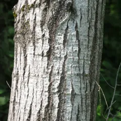 quaking aspen thumbnail 2