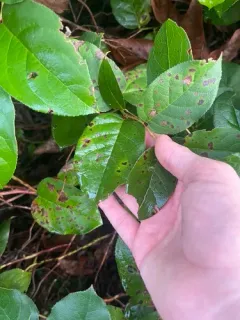 Valdensinia heterodoxa thumbnail 3