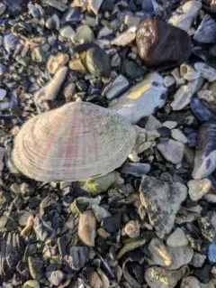 California Sunset Clam thumbnail 2