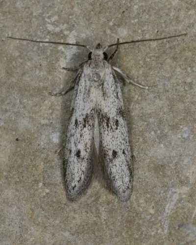 Hypatopa punctiferella