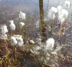Scheuchzer's cottongrass thumbnail 2