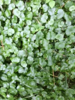 Sibthorp's Pennywort thumbnail 2