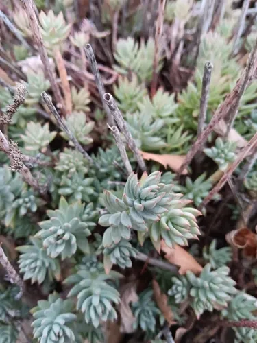 Pale Stonecrop