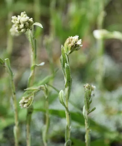 Littleleaf Pussytoes