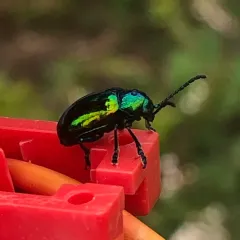Dogbane Leaf Beetle thumbnail 3