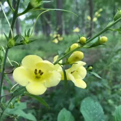 smooth yellow false foxglove thumbnail 4