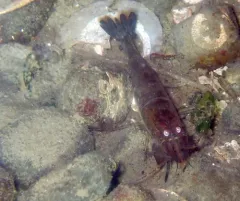 Blacktail Bay Shrimp thumbnail 4