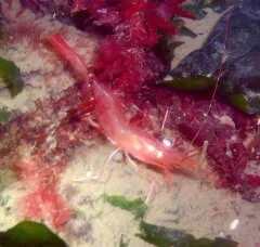 Alaskan Pink Shrimp thumbnail 4