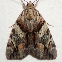 Charming Underwing thumbnail 2
