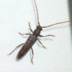 Twig Pruner thumbnail 1