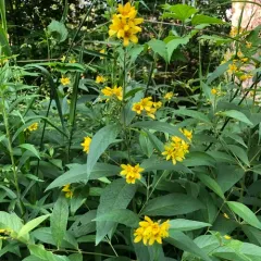 Yellow Loosestrife thumbnail 3