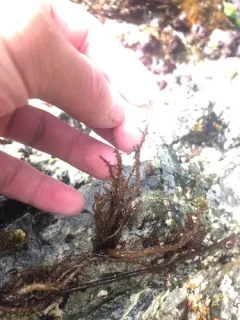 Hairy Seaweed thumbnail 4