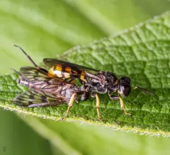 Crossocerus binotatus thumbnail 3