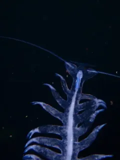 Tomopteris helgolandica thumbnail 3