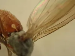 Tephrochlamys rufiventris thumbnail 3