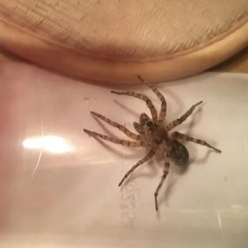 Shoreline Wolf Spider