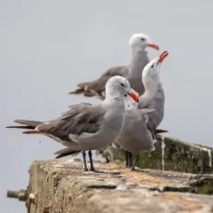 Heermann's Gull thumbnail 2