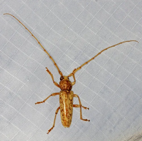 Red Oak Borer