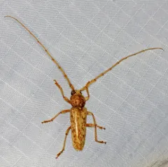 Red Oak Borer thumbnail 1