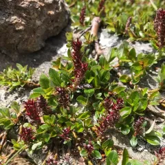 bearberry willow thumbnail 2