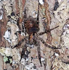Gladicosa pulchra thumbnail 1