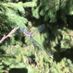 Great Spreadwing thumbnail 1