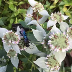Great Black Digger Wasp thumbnail 4
