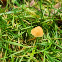 Galerina semilanceata thumbnail 3