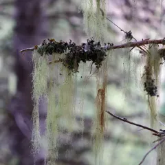 Witch's Hair thumbnail 2