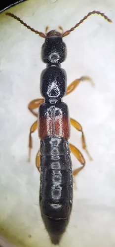 Lathrobium geminum