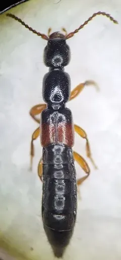 Lathrobium geminum thumbnail 1