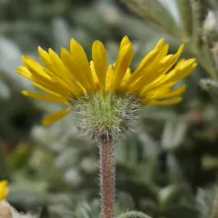 Dwarf Yellow Fleabane thumbnail 4