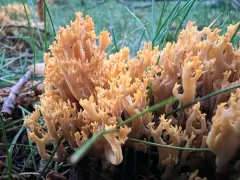 Phaeoclavulina myceliosa thumbnail 3