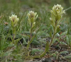 Wallowa paintbrush thumbnail 3