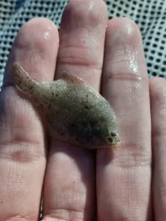 Smooth Flounder thumbnail 4