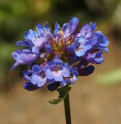 Globe Penstemon thumbnail 2
