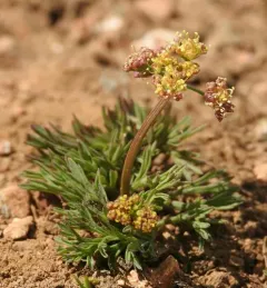 Cusick's biscuitroot thumbnail 4