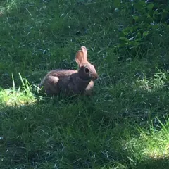 Eastern Cottontail thumbnail 4
