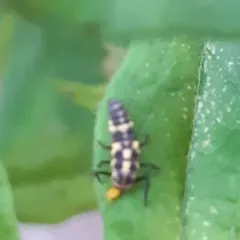 Fourteen-spotted Lady Beetle thumbnail 2