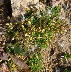 Snow Pearlwort thumbnail 4