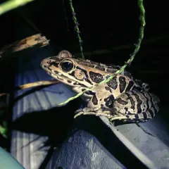 Pickerel Frog thumbnail 4