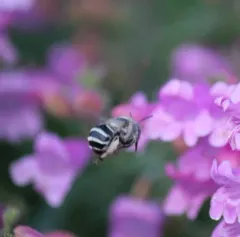 Urbane Digger Bee thumbnail 3