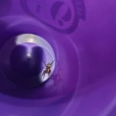 Mouse Spider thumbnail 4
