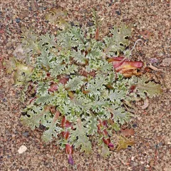 carveseed thumbnail 2