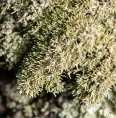 Loxosporopsis corallifera thumbnail 2