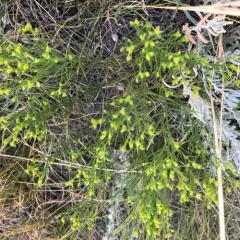 Broom Snakeweed thumbnail 4
