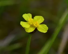 twisted yellow-eyed grass thumbnail 2